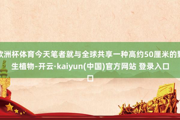 欧洲杯体育今天笔者就与全球共享一种高约50厘米的野生植物-开云·kaiyun(中国)官方网站 登录入口